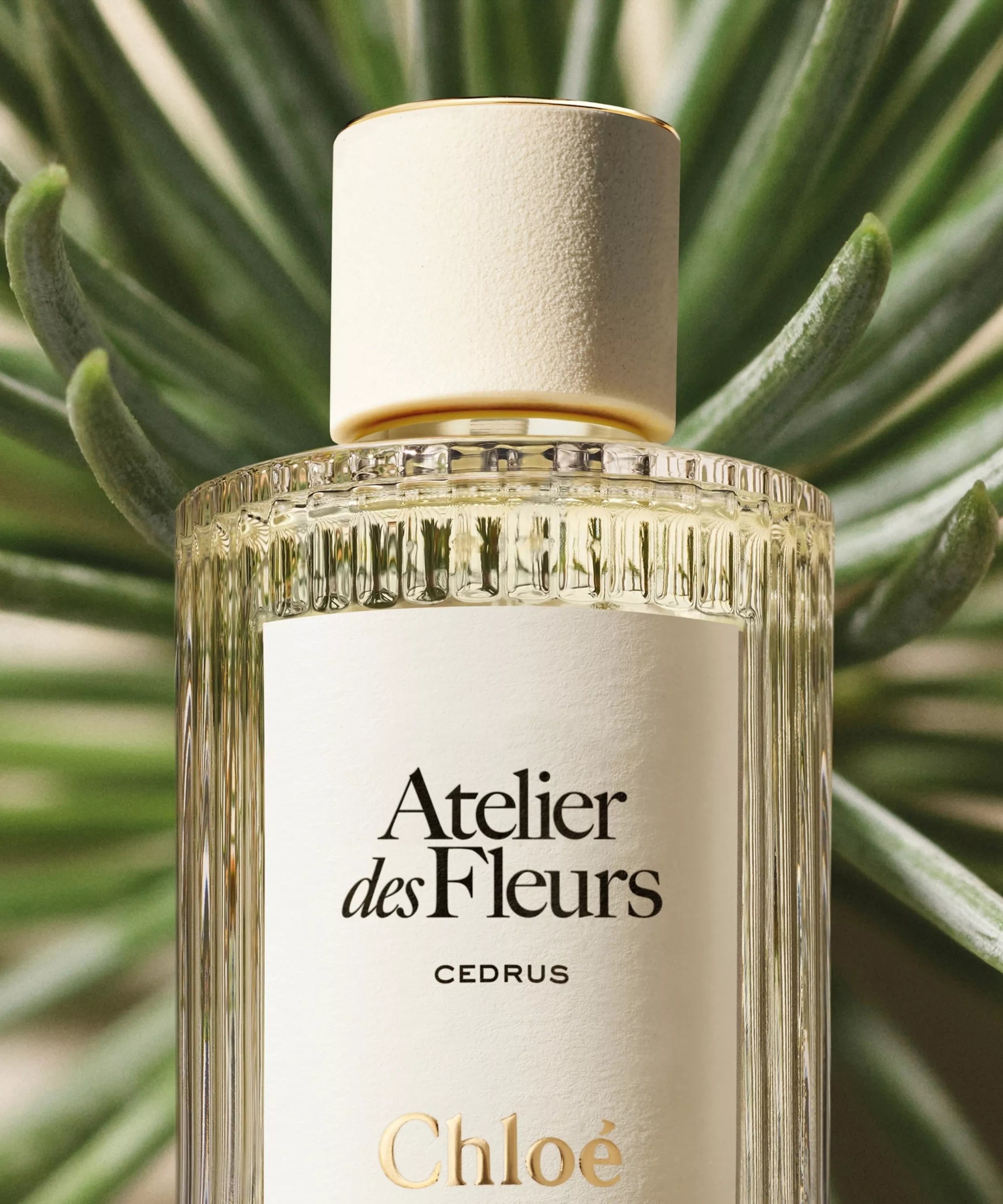 Chloe Atelier Des Fleurs Cedrus 50ml/150ml