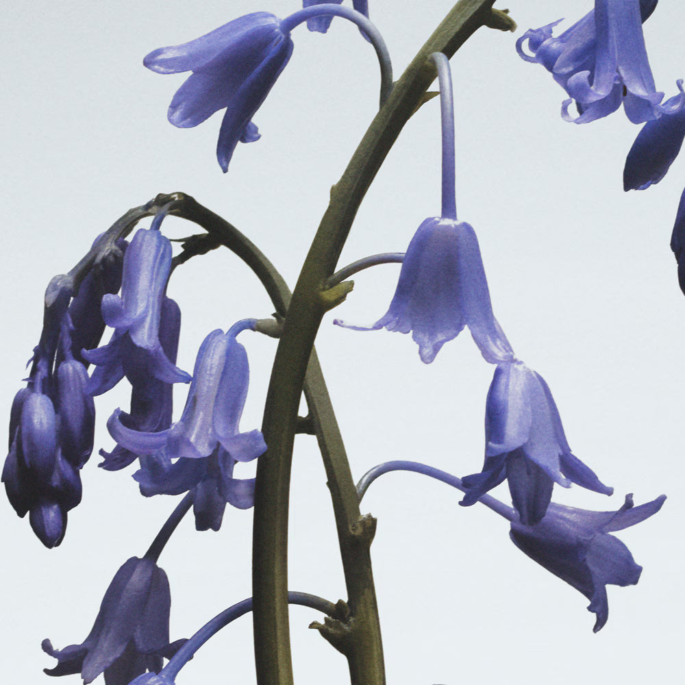 Jo Malone Wild Bluebell Cologne 9ml